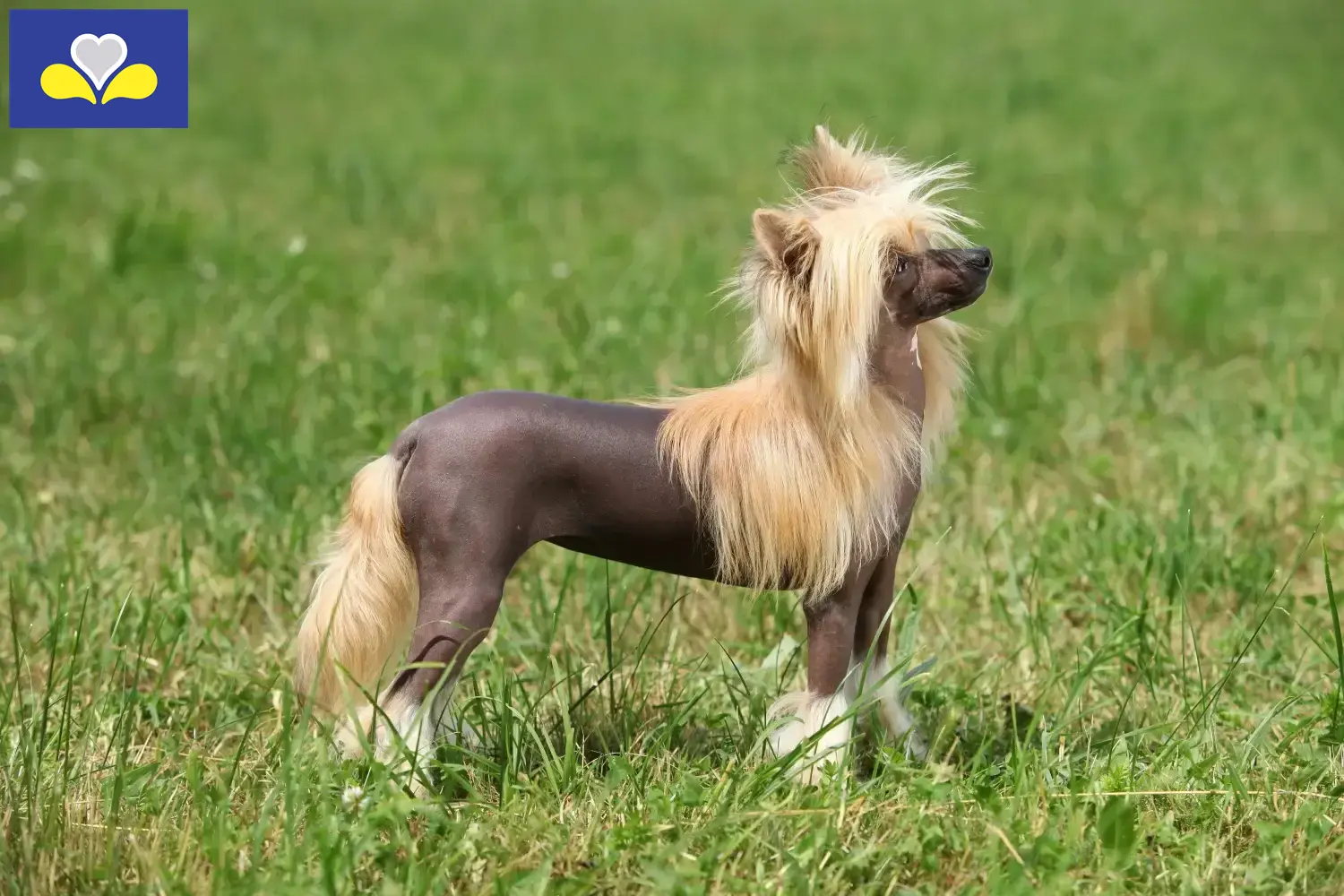 Chinese Crested Dog puppies and breeders Brussels-Capital Region Find Chinese Crested Dogs breeders in Brussels-Capital Region.
