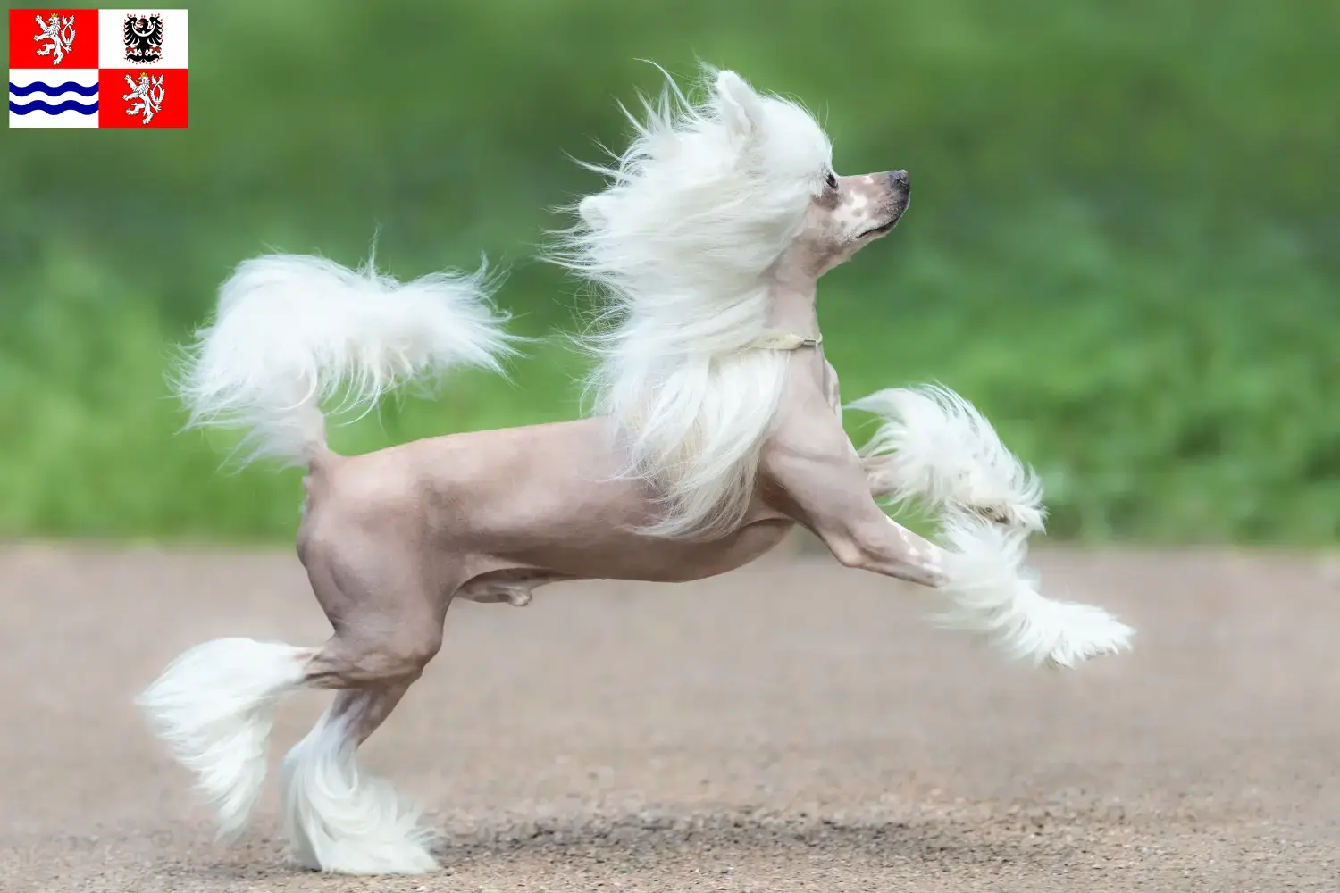 Chinese Crested Dog puppies and breeders Central Bohemia Find Chinese Crested Dogs breeders in Central Bohemia.