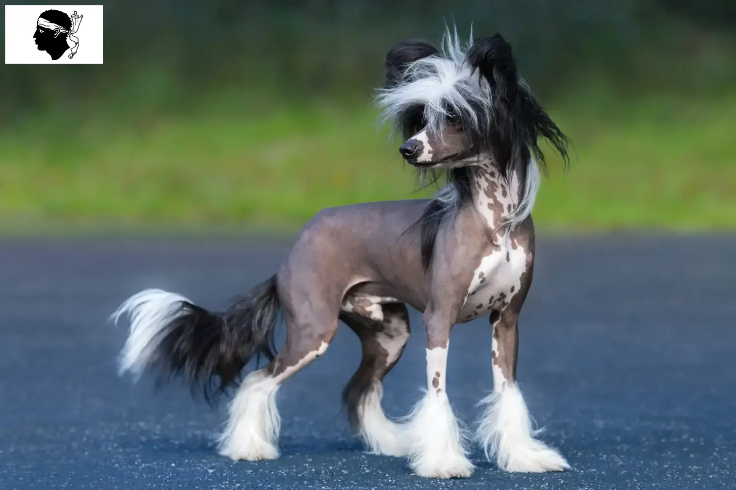 Chinese Crested Dog puppies and breeders Corsica Here you can find Chinese Crested Dogs breeders in Corsica.