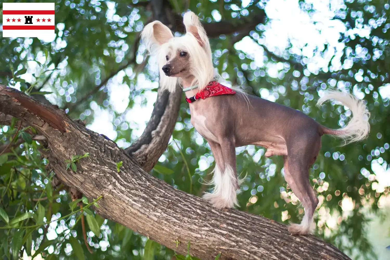 Chinese Crested Dog puppies and breeders Drenthe Find Chinese Crested Dogs breeders in Drenthe.