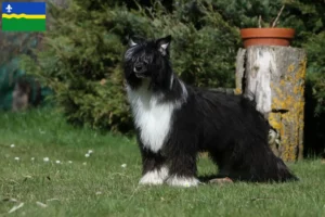 Read more about the article Chinese Crested Dog breeders and puppies in Flevoland