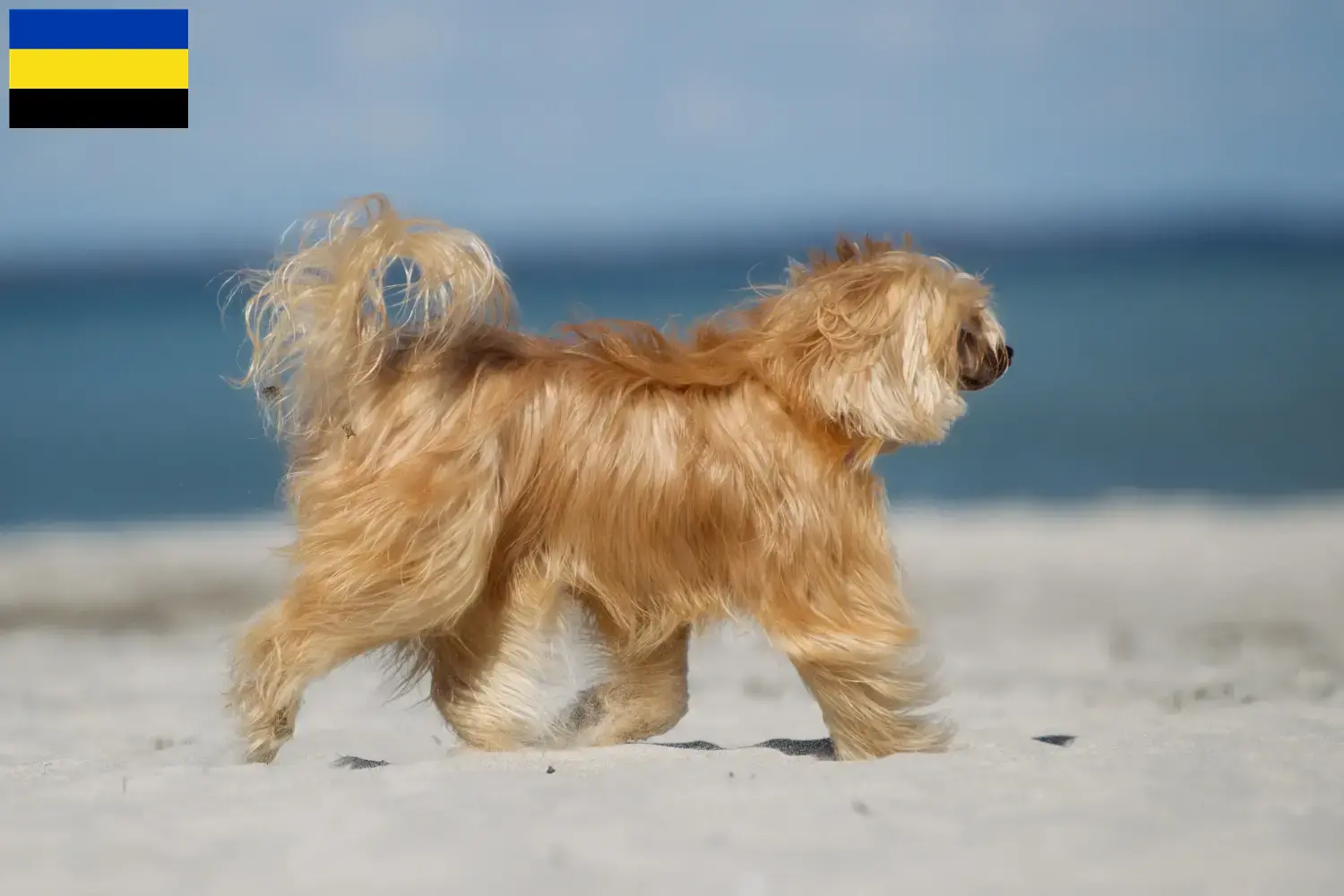 Chinese Crested Dog puppies and breeders Gelderland Find Chinese Crested Dogs breeders in Gelderland.