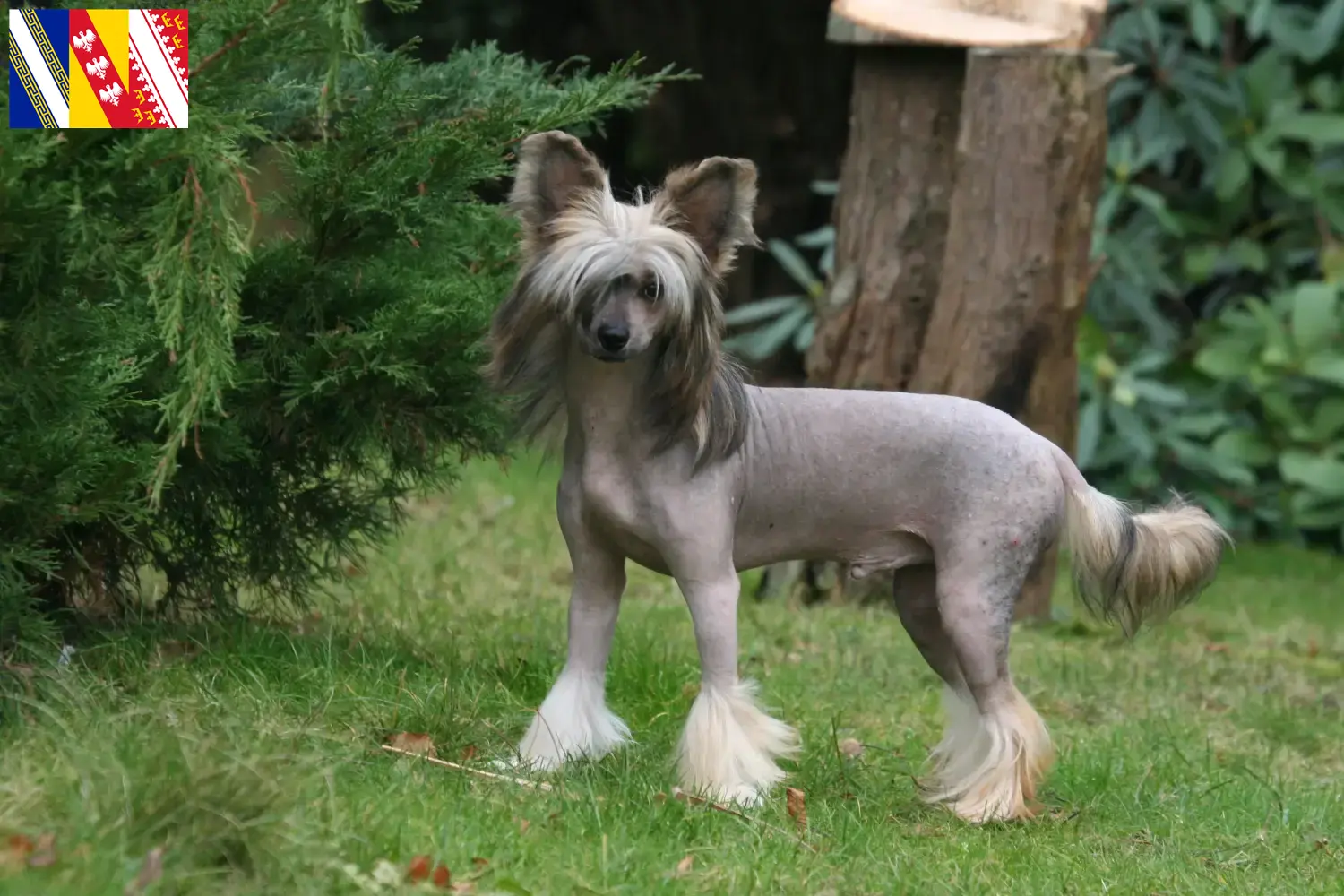 Chinese Crested Dog puppies and breeder Grand Est Find Chinese Crested Dogs breeders in Grand Est here.