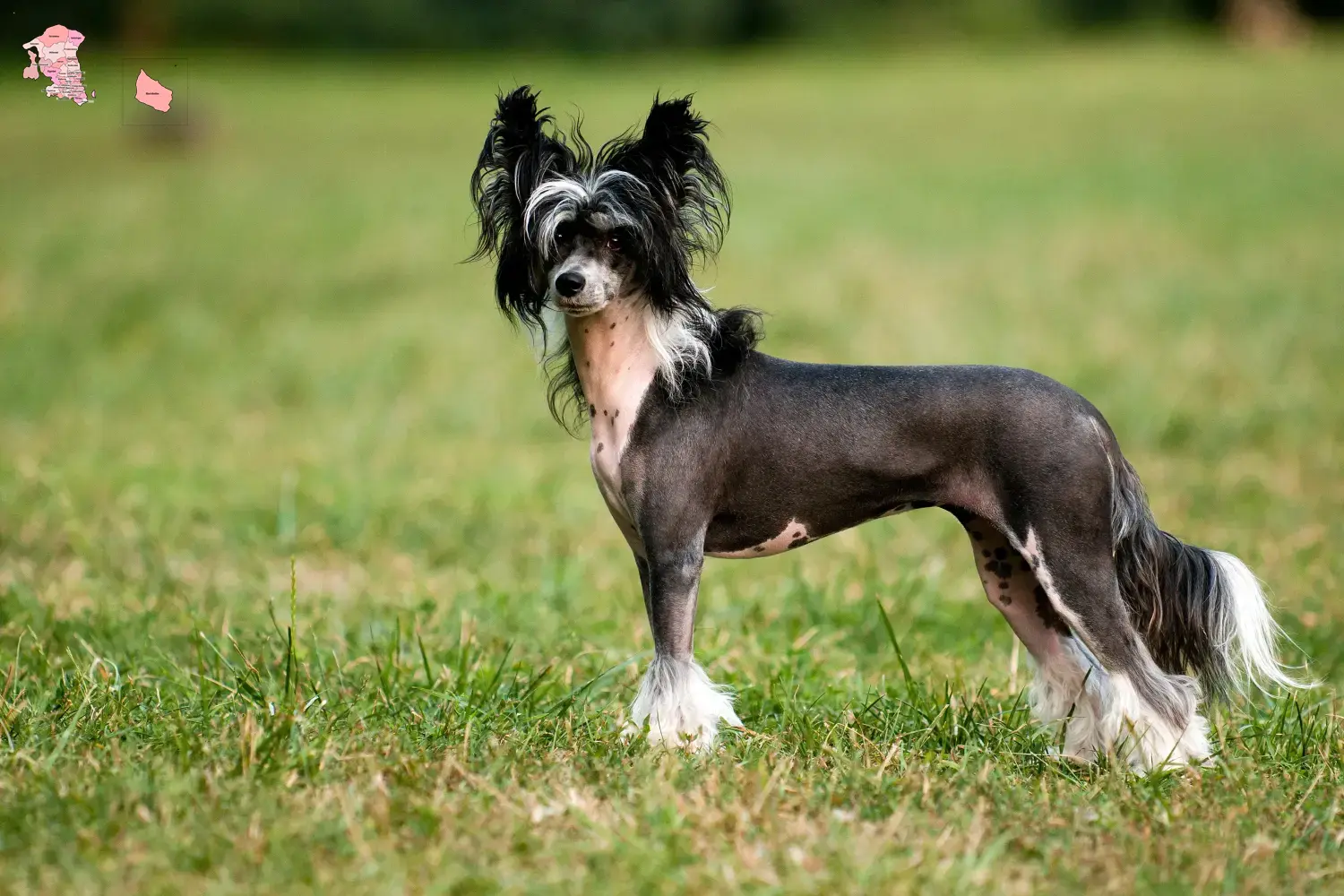 Read more about the article Chinese Crested Dog breeder and puppies in Hovedstaden