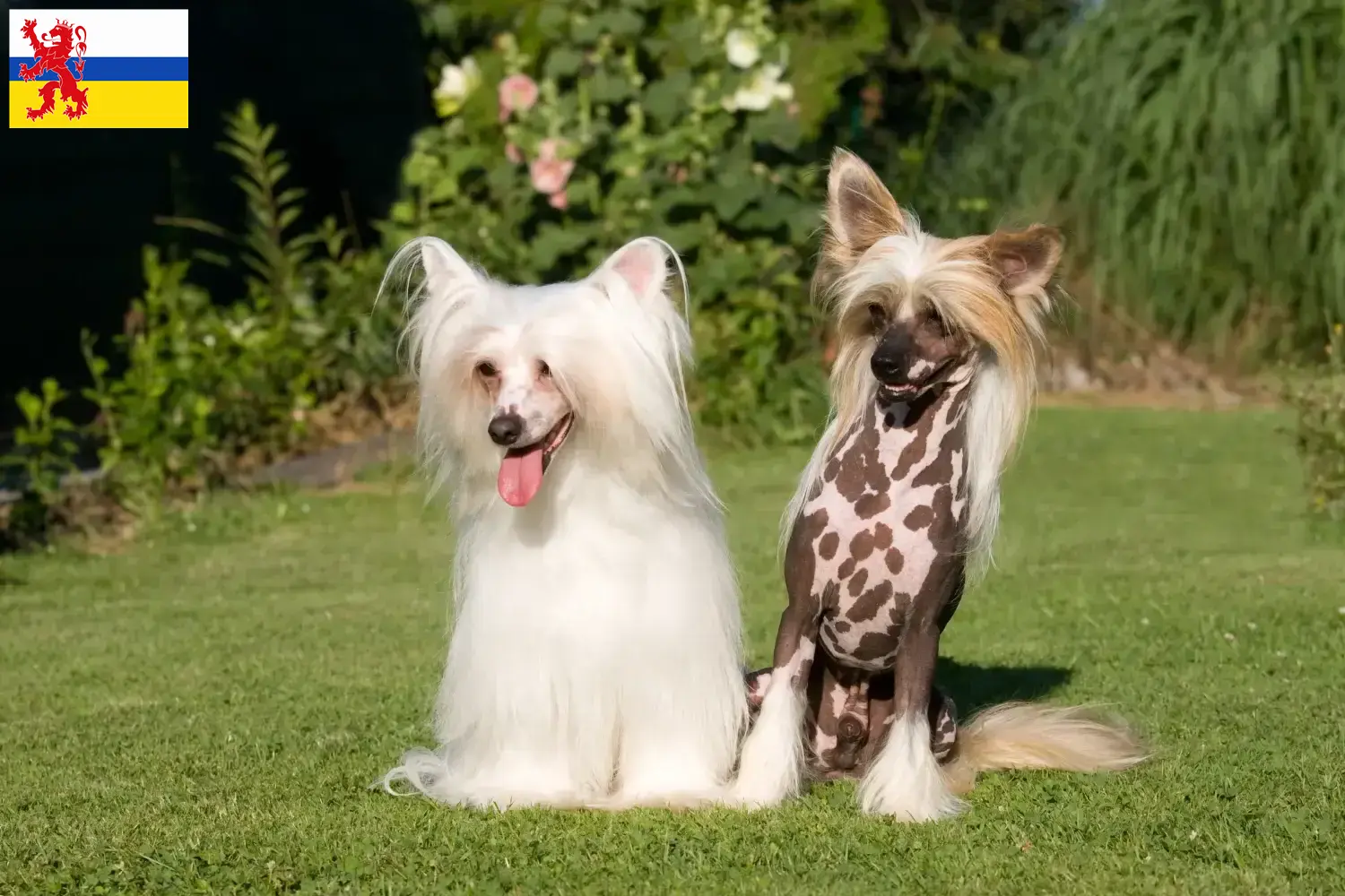 Chinese Crested Dog puppies and breeders Limburg Find Chinese Crested Dogs breeders in Limburg here.