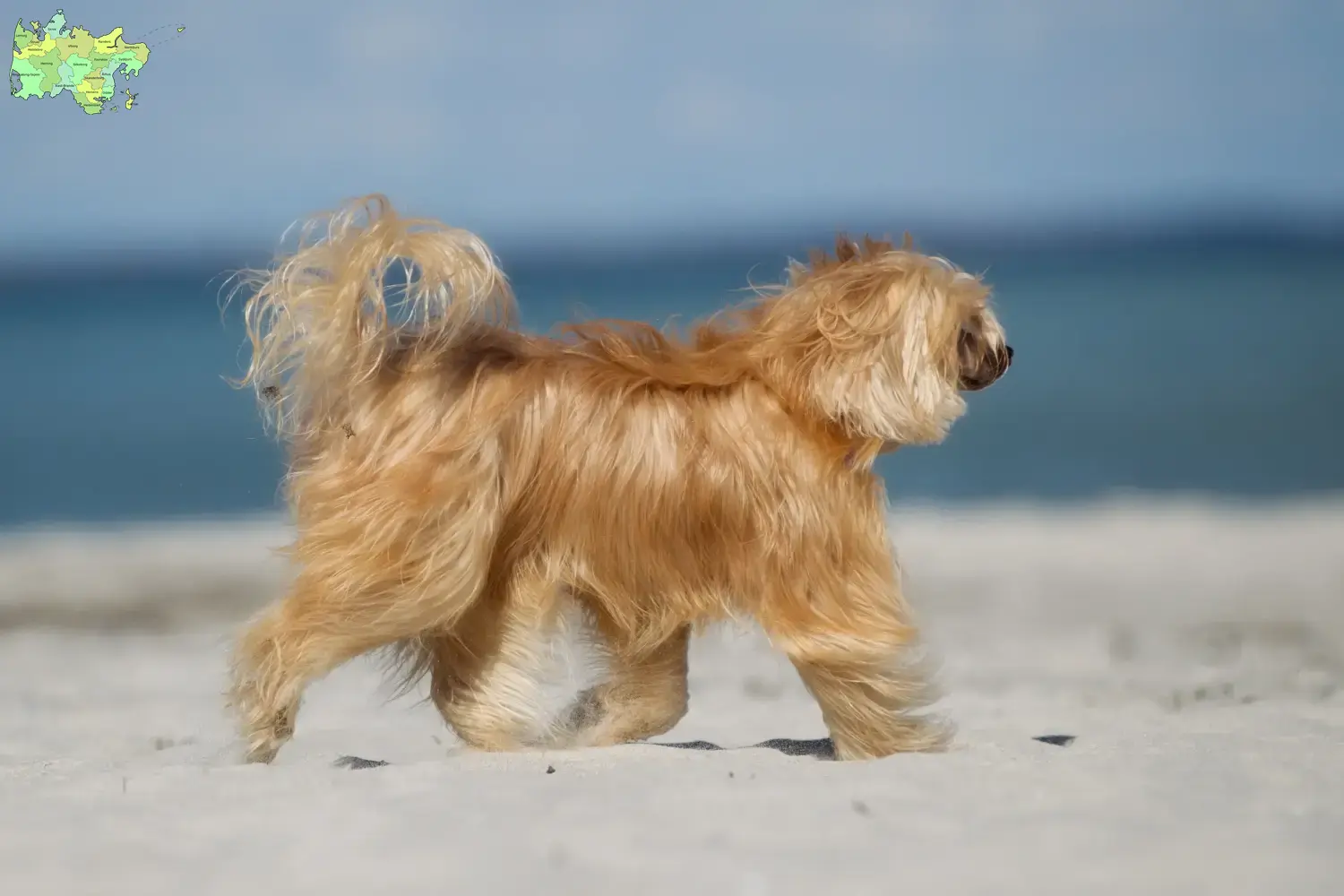 Chinese Crested Dog puppies and breeders Midtjylland Find Chinese Crested Dogs breeders in Midtjylland.