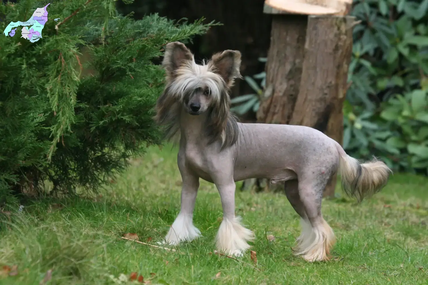 Chinese Crested Dog puppies and breeders Nordjylland Find Chinese Crested Dogs breeders in Nordjylland.