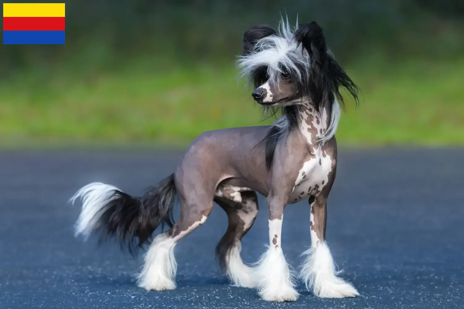 Chinese Crested Dog puppies and breeders North Holland Find Chinese Crested Dogs breeders in North Holland.