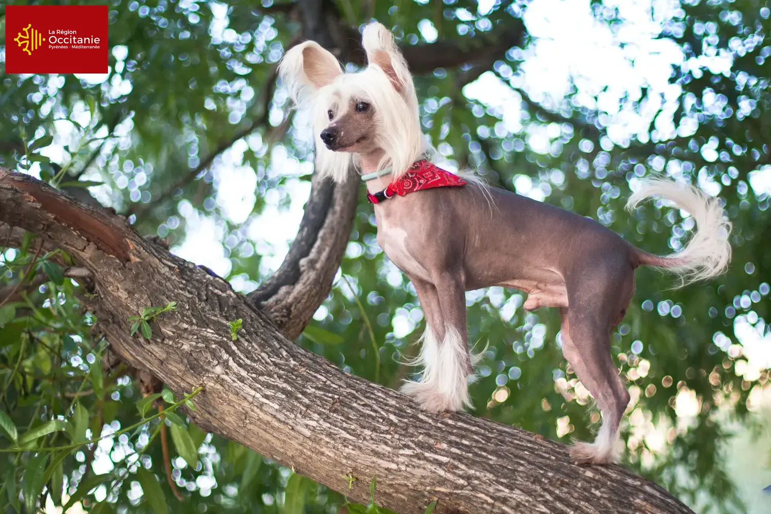 Chinese Crested Dog puppies and breeders Occitania Find Chinese Crested Dogs breeders in Occitania.