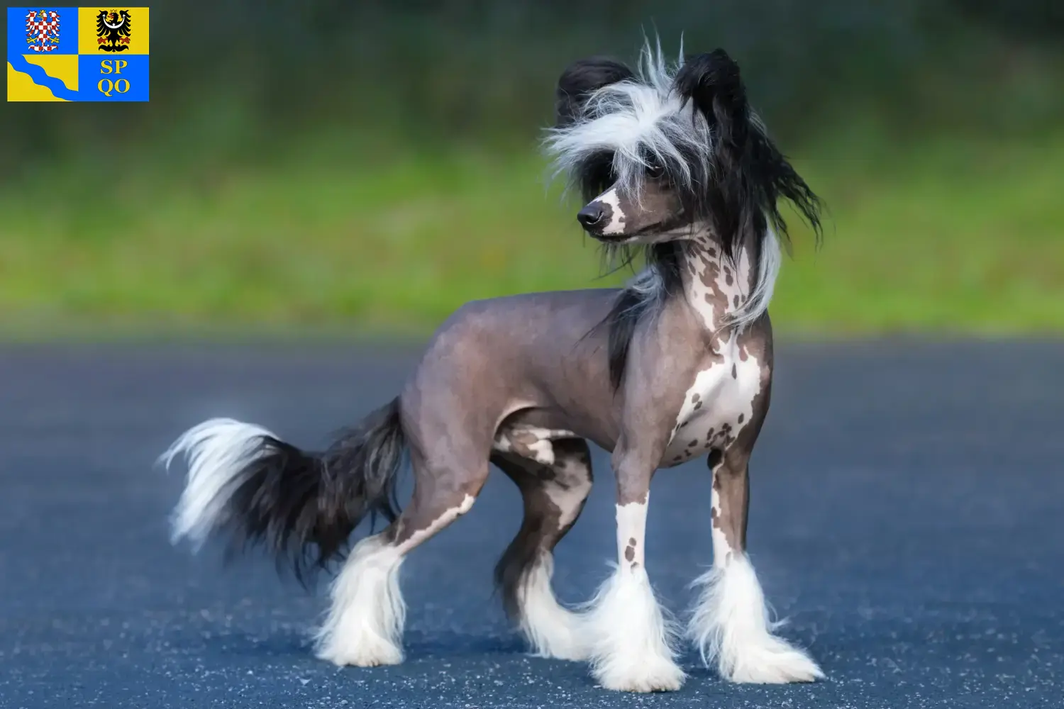 Chinese Crested Dog puppies and breeders Olomouc Find Chinese Crested Dogs breeders in Olomouc here.