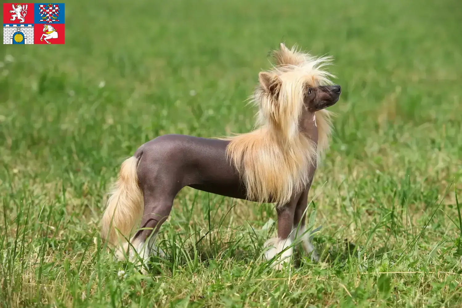 Chinese Crested Dog puppies and breeders Pardubice Find Chinese Crested Dogs breeders in Pardubice.
