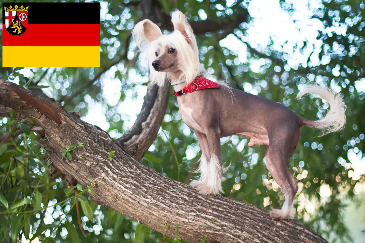 Chinese Crested Dog puppies and breeders Rhineland-Palatinate Here you can find Chinese Crested Dogs breeders in Rhineland-Palatinate.