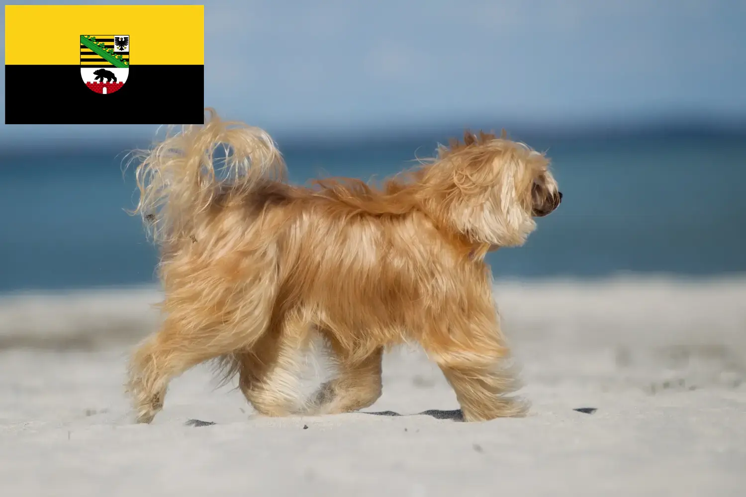 Chinese Crested Dog puppies and breeders Saxony-Anhalt Here you can find Chinese Crested Dogs breeders in Saxony-Anhalt.