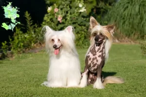 Read more about the article Chinese Crested Dog breeders and puppies in Sjælland