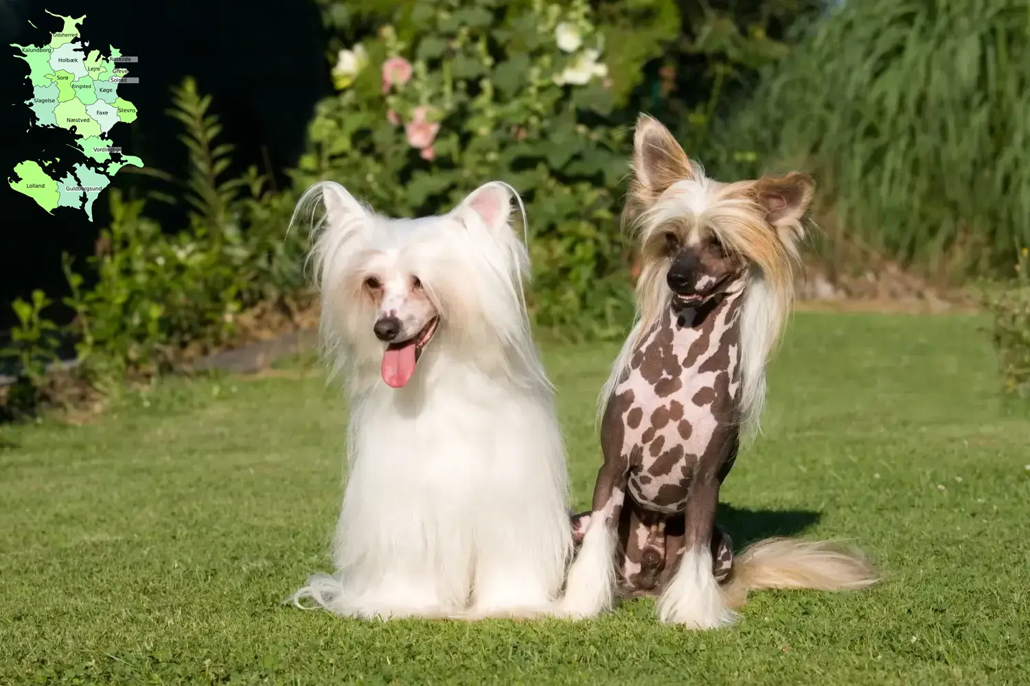 Chinese Crested Dog puppies and breeders Sjælland Find Chinese Crested Dogs breeders in Sjælland.