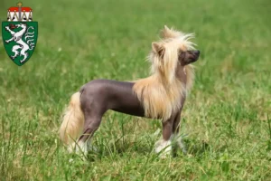 Read more about the article Chinese Crested Dog breeders and puppies in Styria