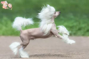 Read more about the article Chinese Crested Dog breeders and puppies in Syddanmark