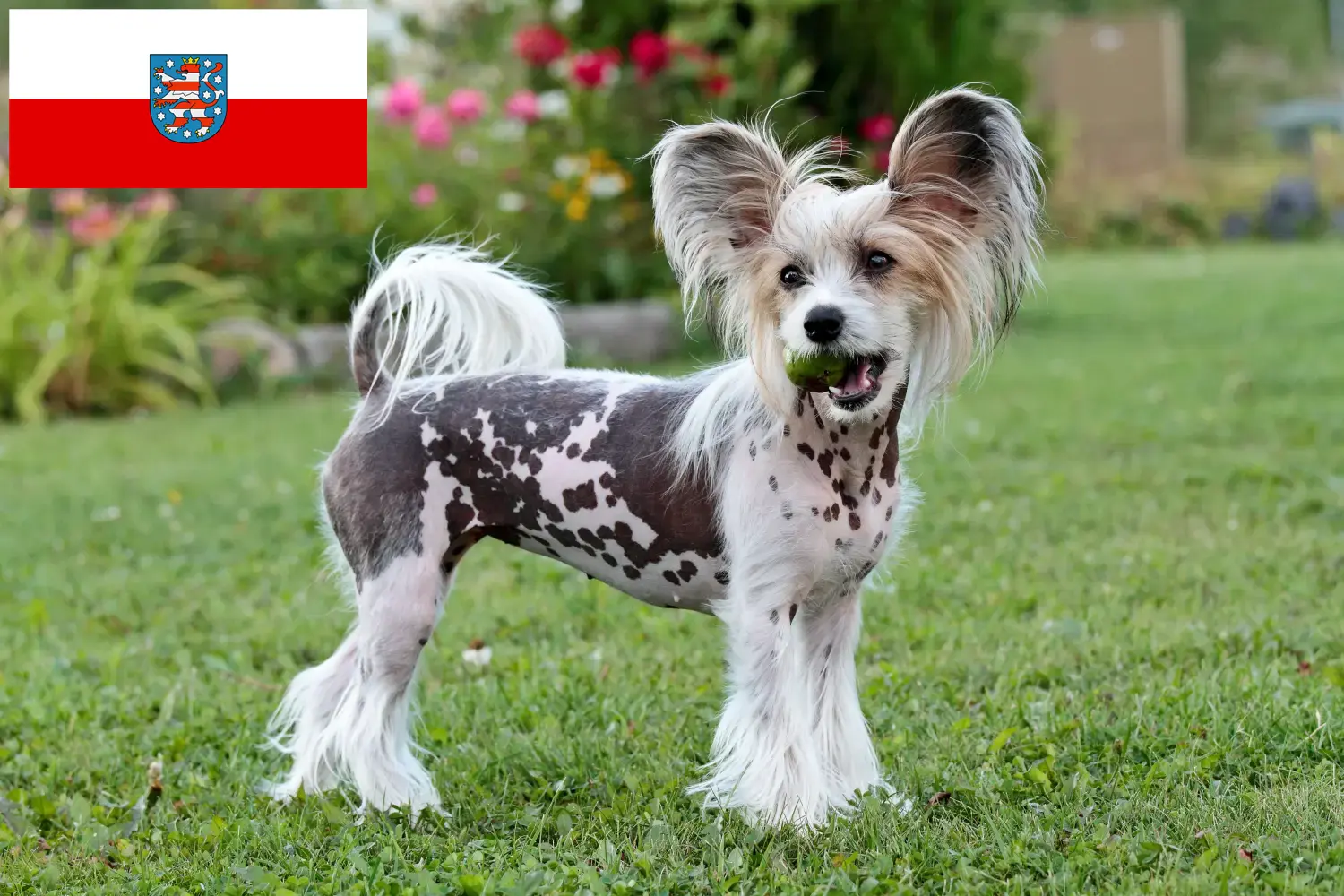 Chinese Crested Dog puppies and breeders Thuringia Here you can find Chinese Crested Dogs breeders in Thuringia.