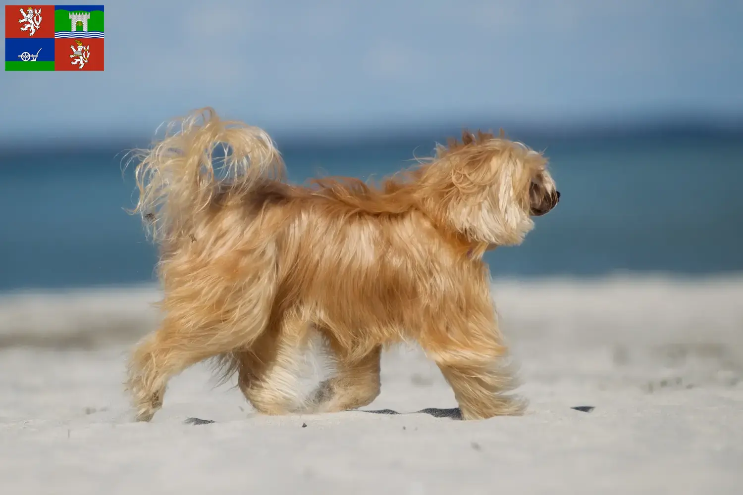 Chinese Crested Dog puppies and breeders Ústí Find Chinese Crested Dogs breeders in Ústí here.