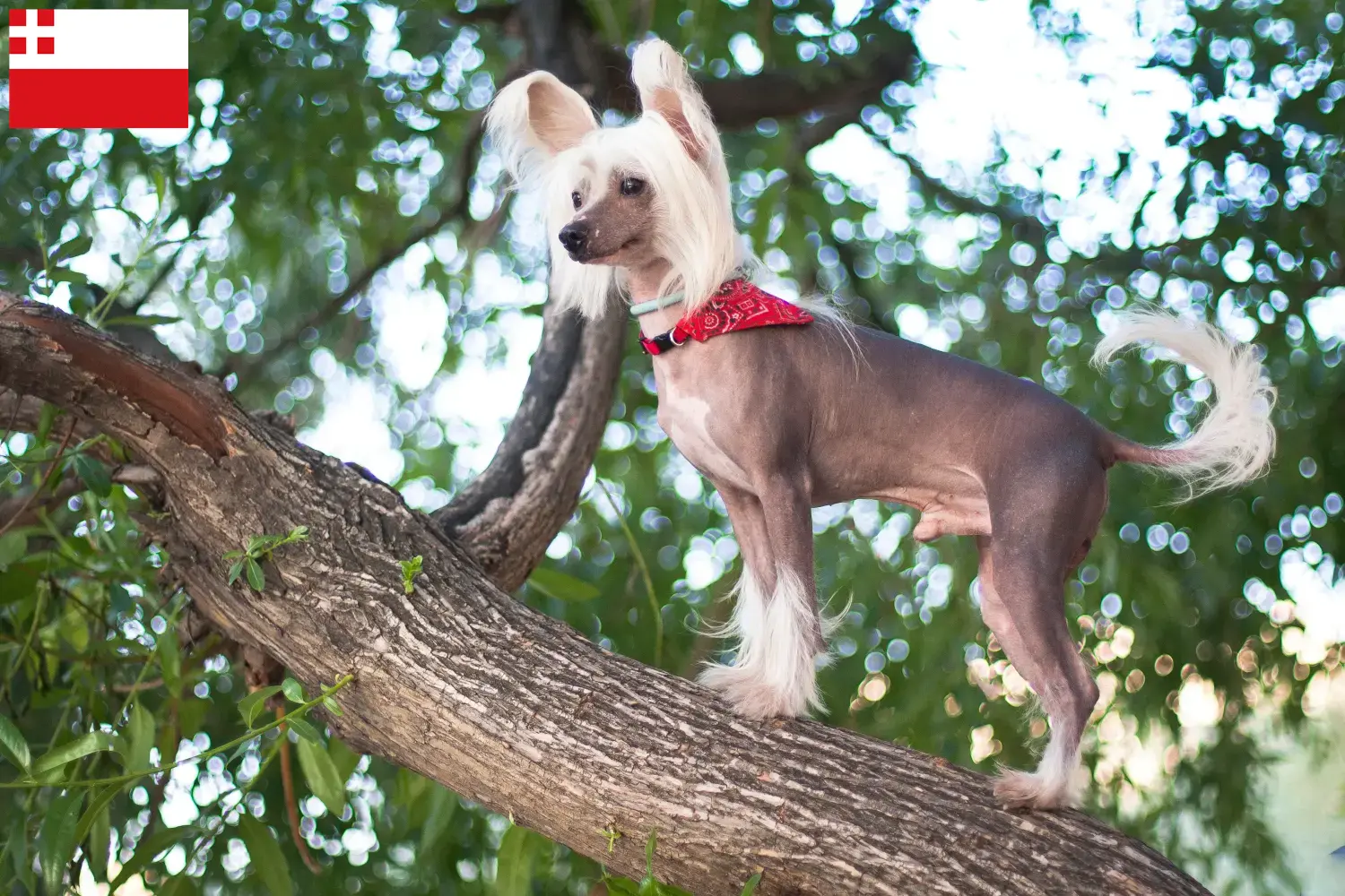 Chinese Crested Dog puppies and breeders Utrecht Find Chinese Crested Dogs breeders in Utrecht.