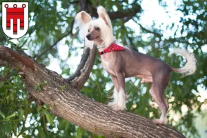 Read more about the article Chinese Crested Dog breeders and puppies in Vorarlberg