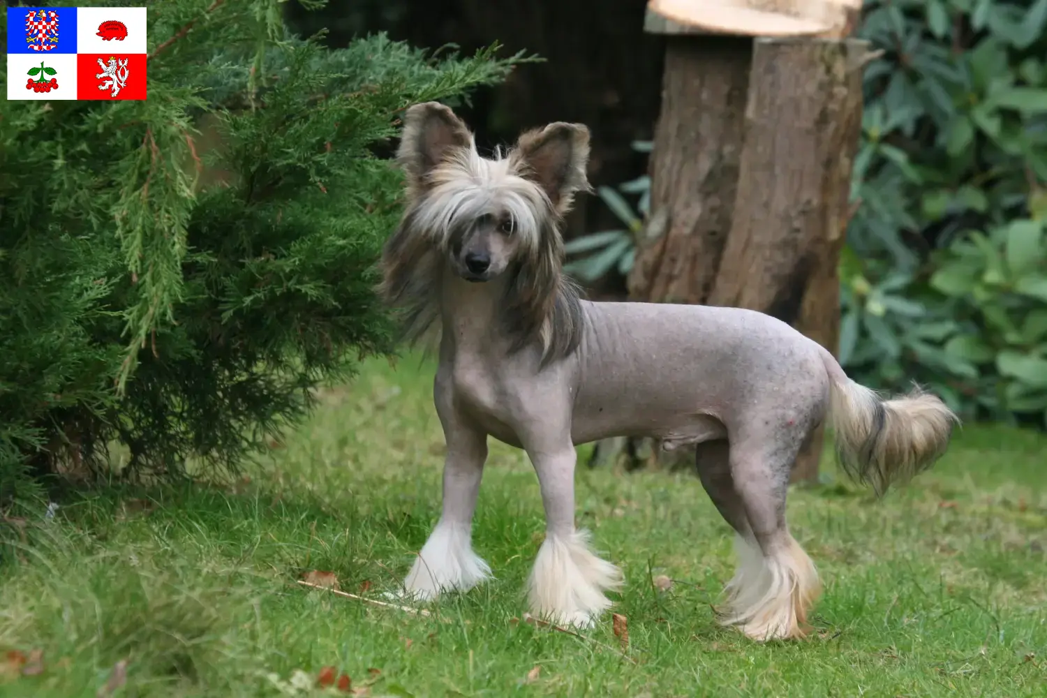 Chinese Crested Dog puppies and breeder Vysočina Find Chinese Crested Dogs breeders in Vysočina here.