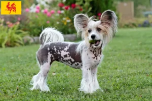 Read more about the article Chinese Crested Dog breeders and puppies in Walloon Region