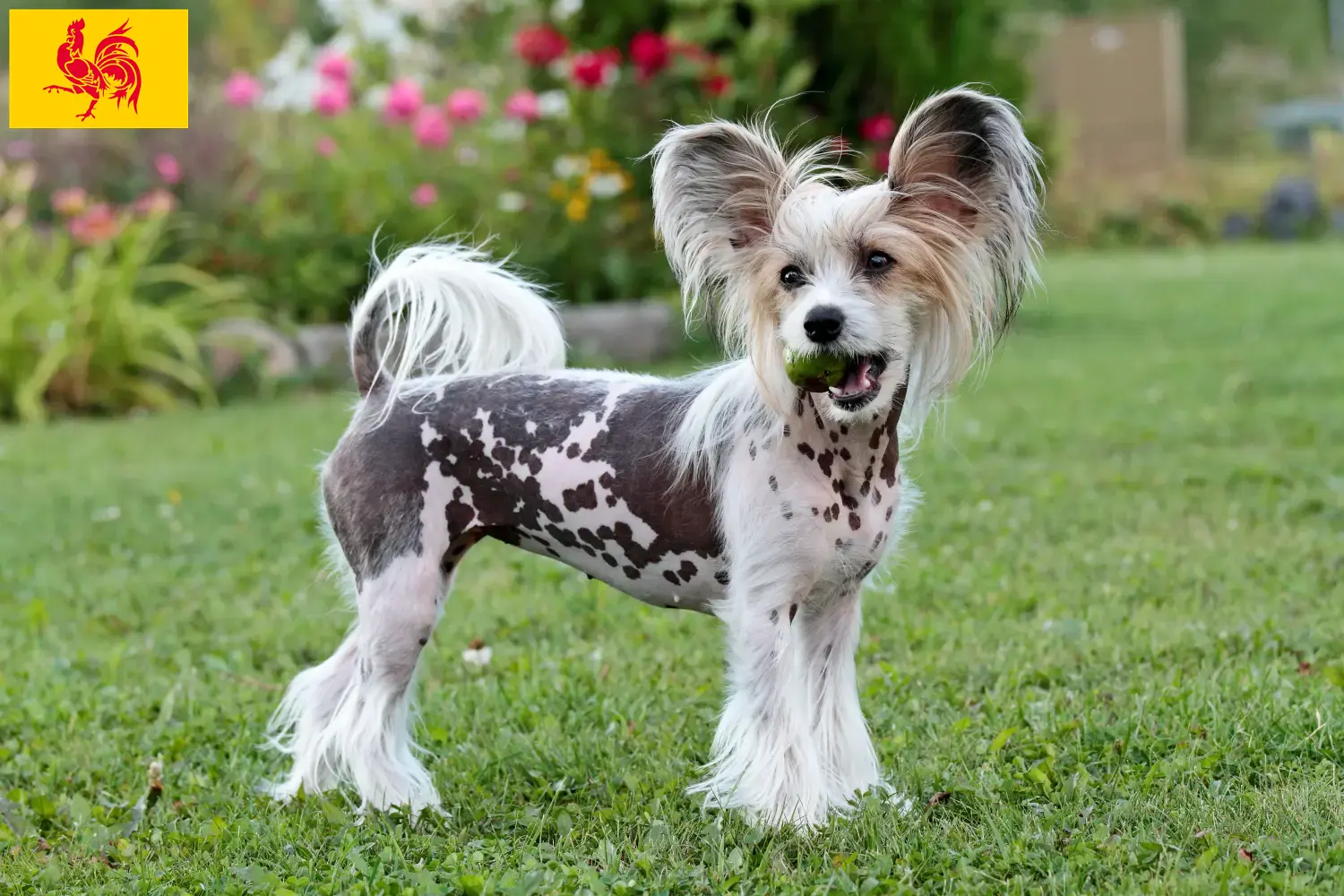 Read more about the article Chinese Crested Dog breeders and puppies in Walloon Region