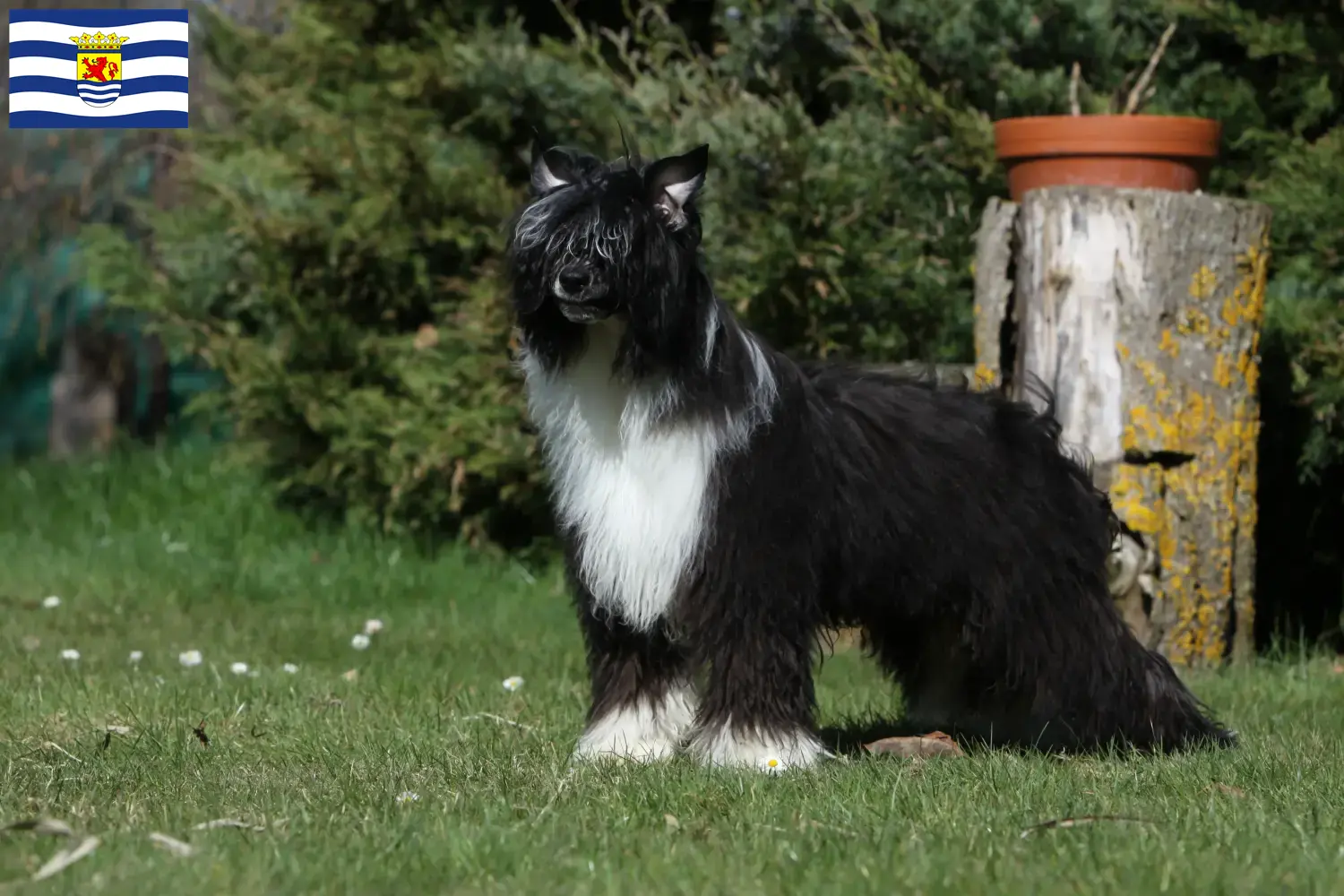 Chinese Crested Dog puppies and breeders Zeeland Find Chinese Crested Dogs breeders in Zeeland.