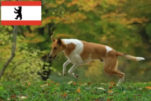 Read more about the article Collie breeders and puppies in Berlin
