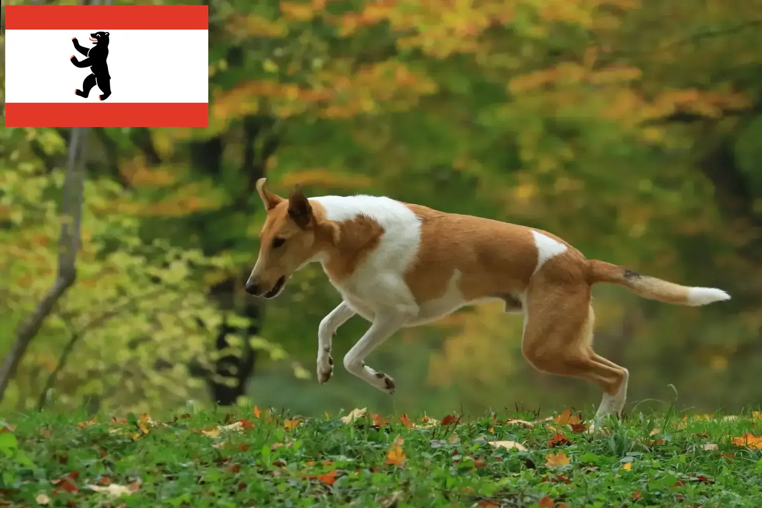 Collie puppies and breeders Berlin Here you can find Collies breeders in Berlin.