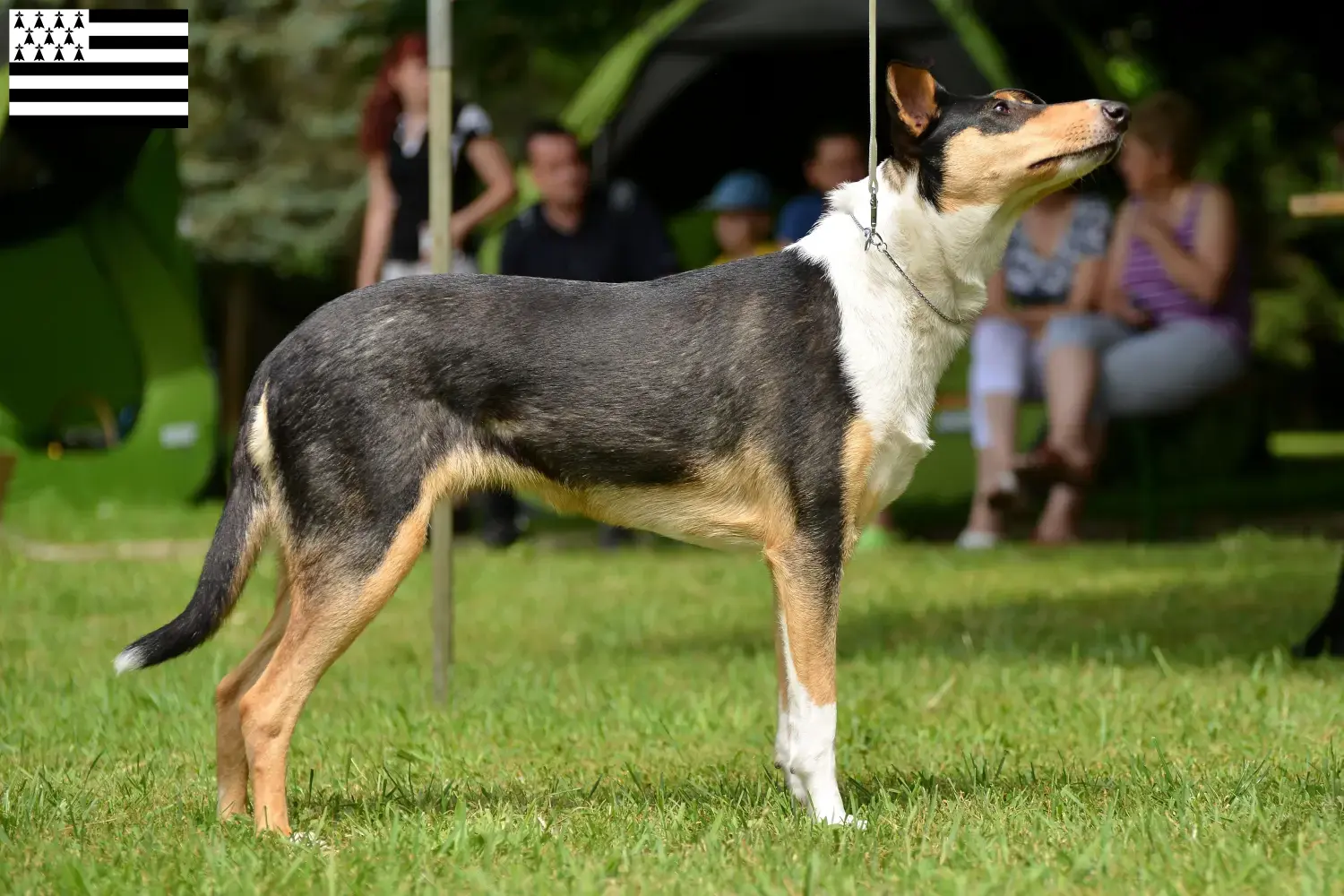 Read more about the article Collie breeders and puppies in Brittany