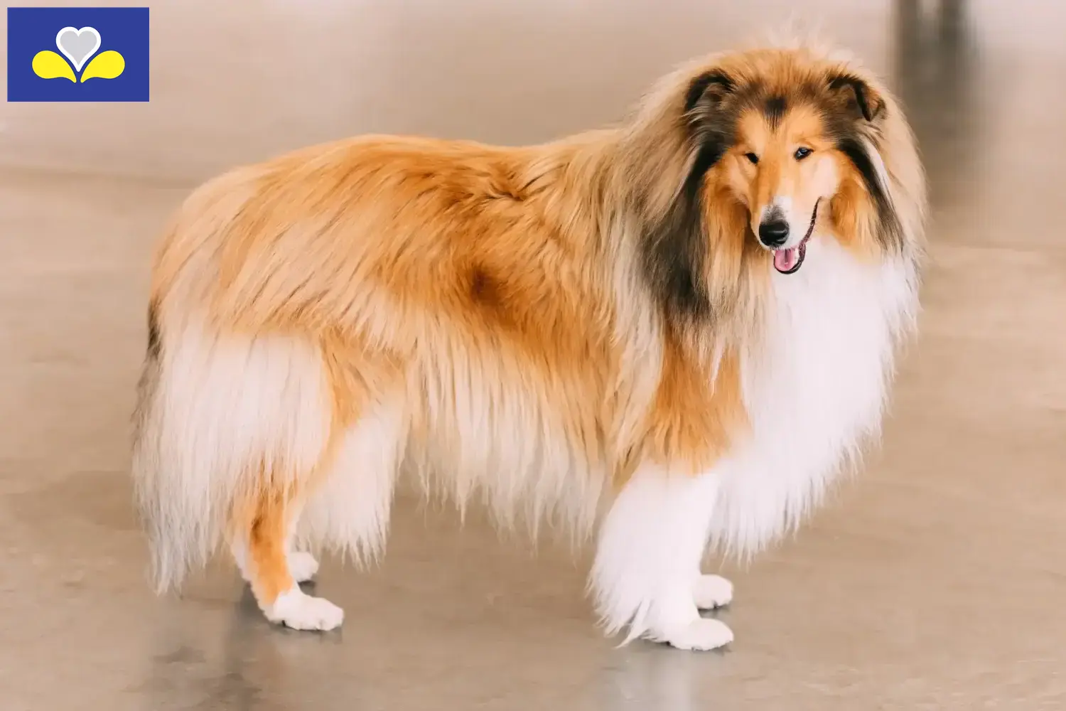 Collie puppies and breeders Brussels-Capital Region Find Collies breeders in Brussels-Capital Region.