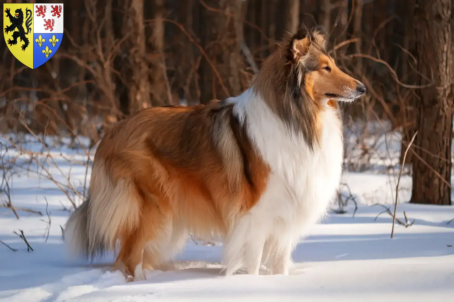 Collie puppies and breeders Hauts-de-France Find Collies breeders in Hauts-de-France.
