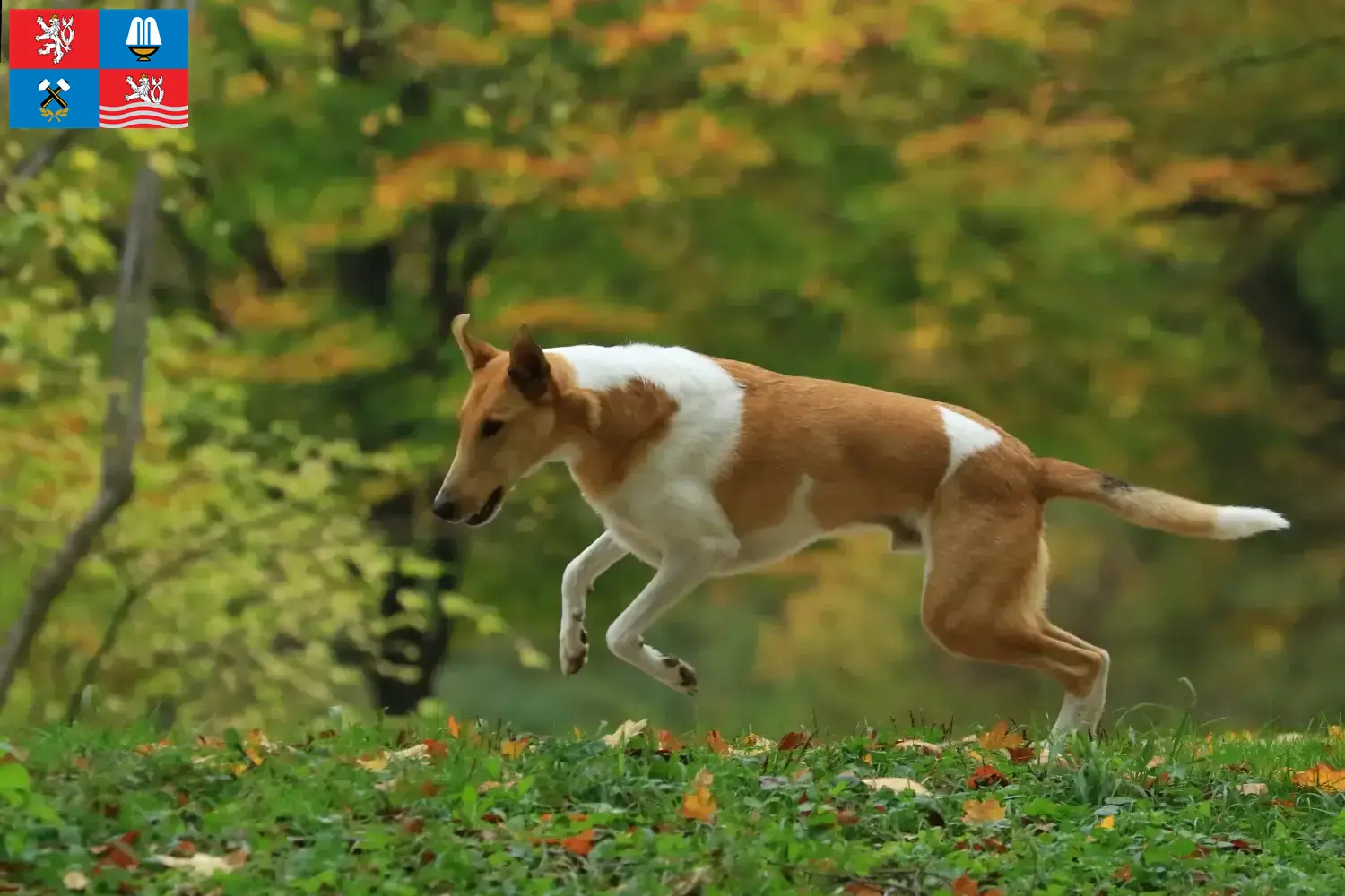 Read more about the article Collie breeders and puppies in Karlsbad