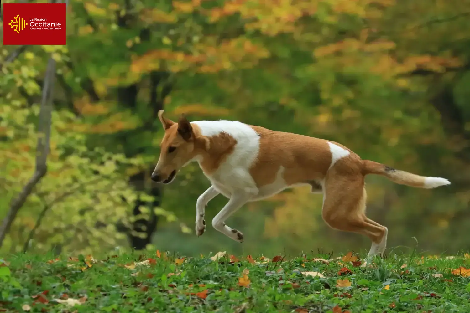 Read more about the article Collie breeders and puppies in Occitania