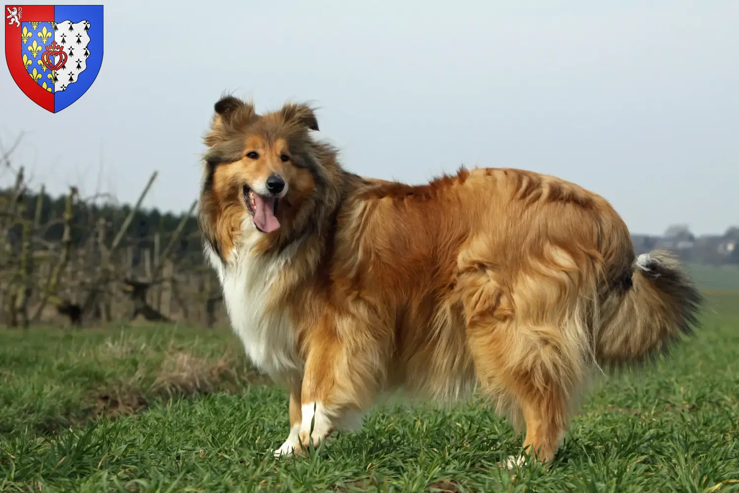 Collie puppies and breeders Pays de la Loire Find Collies breeders in Pays de la Loire.