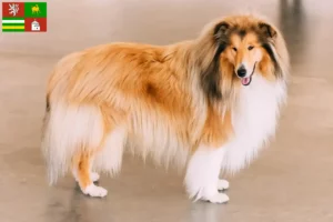 Read more about the article Collie breeders and puppies in Pilsen