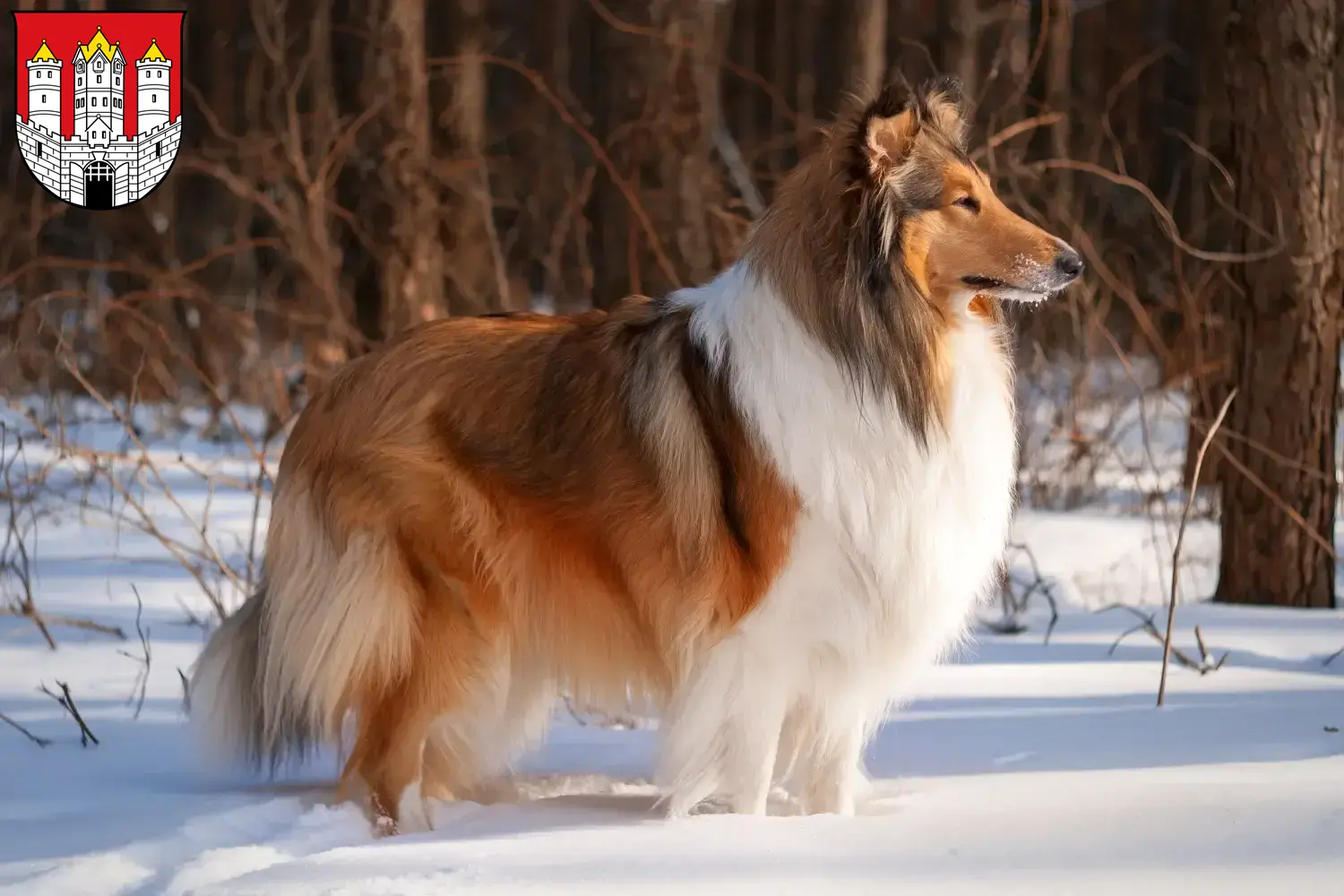 Collie puppies and breeders Salzburg Here you can find Collies breeders in Salzburg.