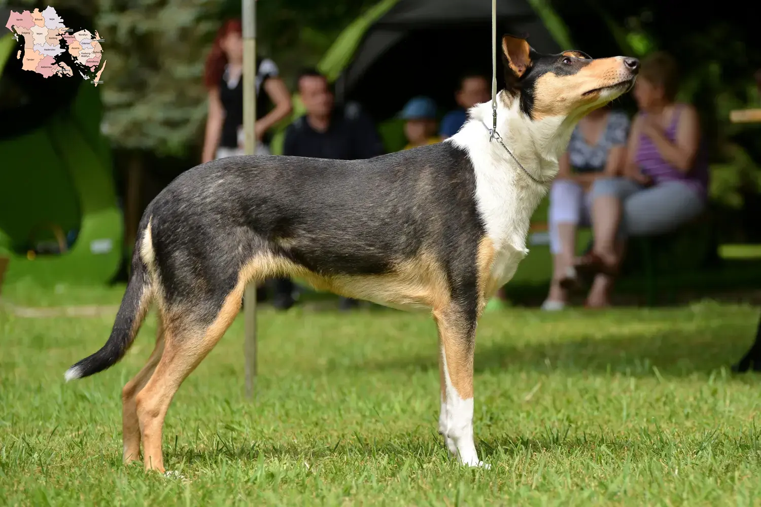 Read more about the article Collie breeders and puppies in Syddanmark