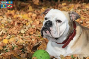 Read more about the article Continental Bulldog breeders and puppies in Bourgogne-Franche-Comté