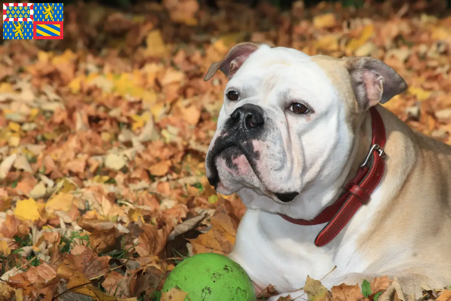 Continental Bulldog puppies and breeders Bourgogne-Franche-Comté Find Continental Bulldogs breeders in Bourgogne-Franche-Comté.