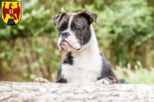Read more about the article Continental Bulldog breeders and puppies in Burgenland