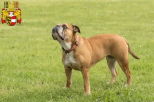 Read more about the article Continental Bulldog breeders and puppies in Carinthia