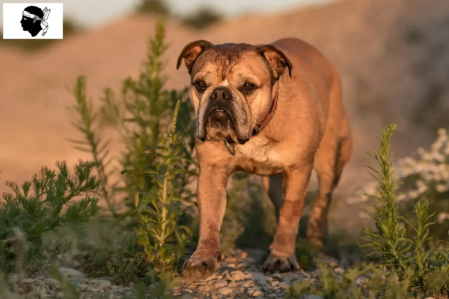 Read more about the article Continental Bulldog breeders and puppies in Corsica