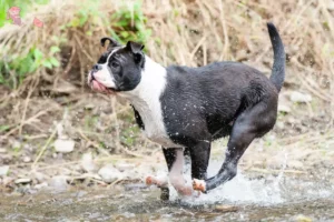 Read more about the article Continental Bulldog breeders and puppies in Hovedstaden