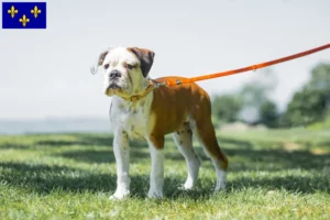 Read more about the article Continental Bulldog breeders and puppies in Île-de-France