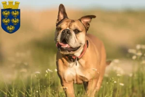Read more about the article Continental Bulldog breeders and puppies in Lower Austria
