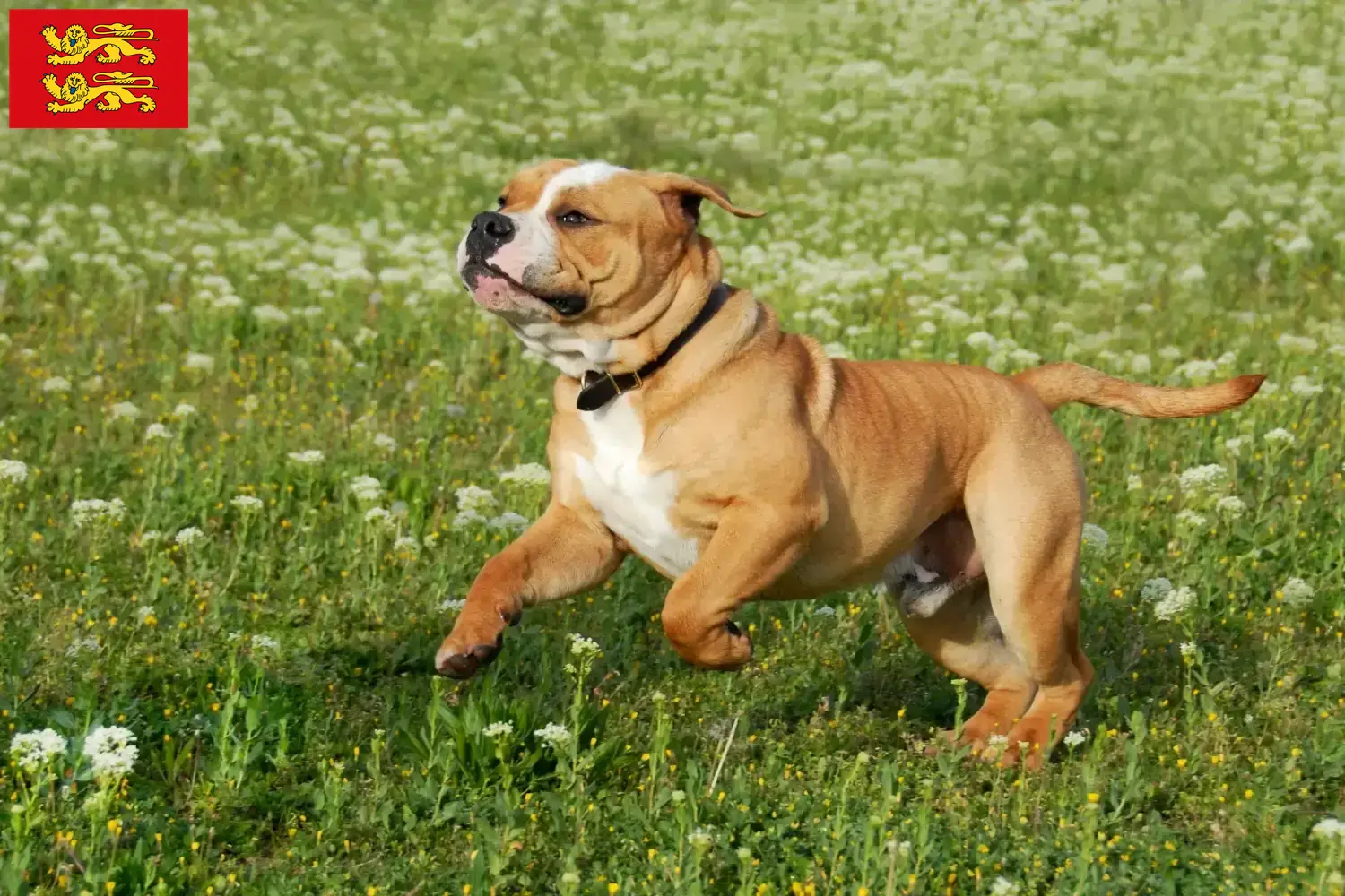 Continental Bulldog puppies and breeders Normandy Find Continental Bulldogs breeders in Normandy.