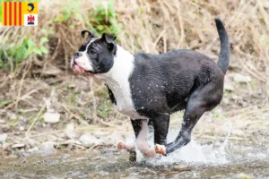 Read more about the article Continental Bulldog breeders and puppies in Provence-Alpes-Côte d’Azur